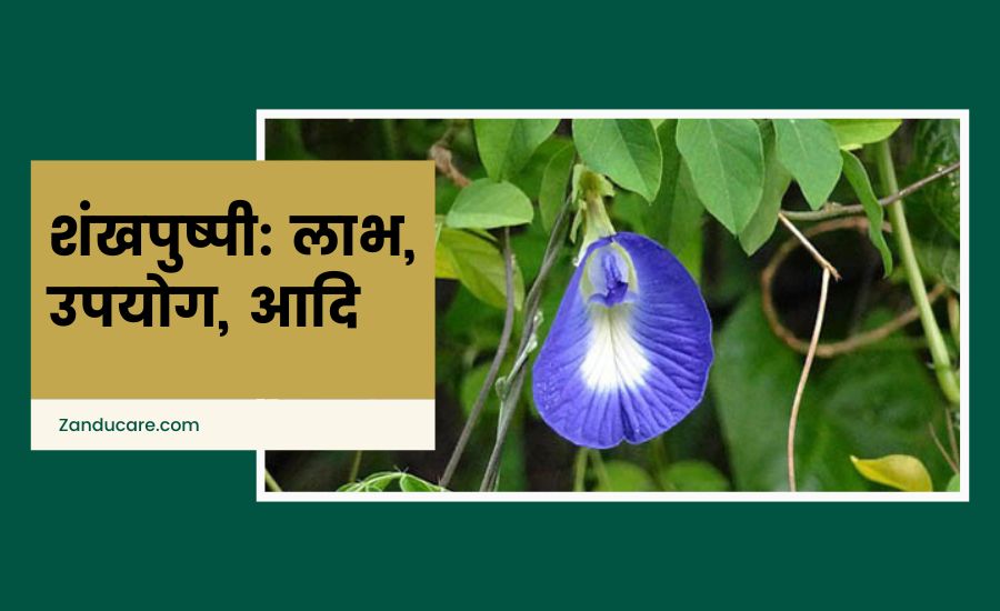 Shankhpushpi Ke Fayde (शंखपुष्पी के फायदे)