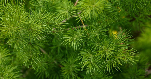 झंडू शतावरी पाउडर के 7 फायदे, उपयोग, खुराक और साइड इफेक्ट्स