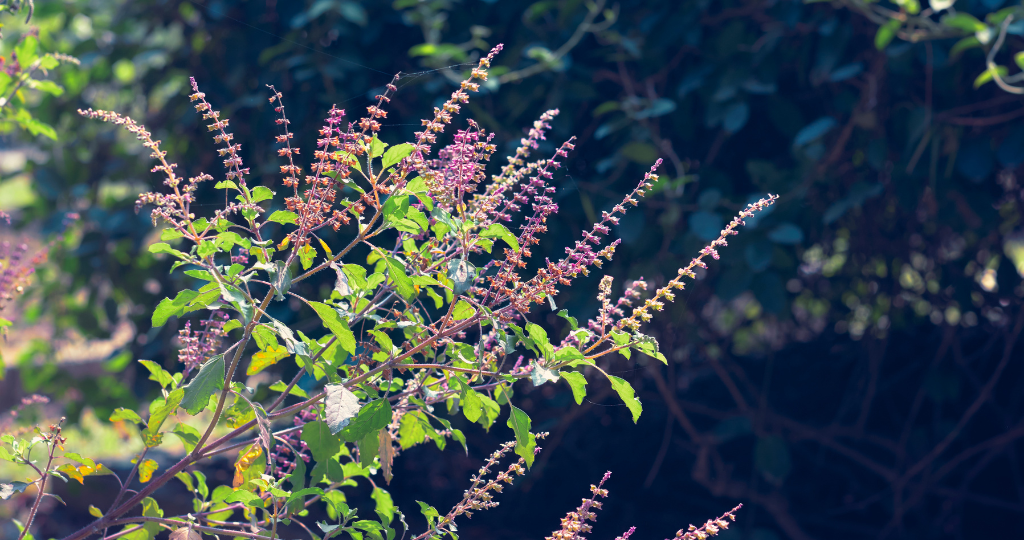 अपनी जीवनशैली को बेहतर बनाने के लिए जानें 6 तुलसी जूस के फायदे