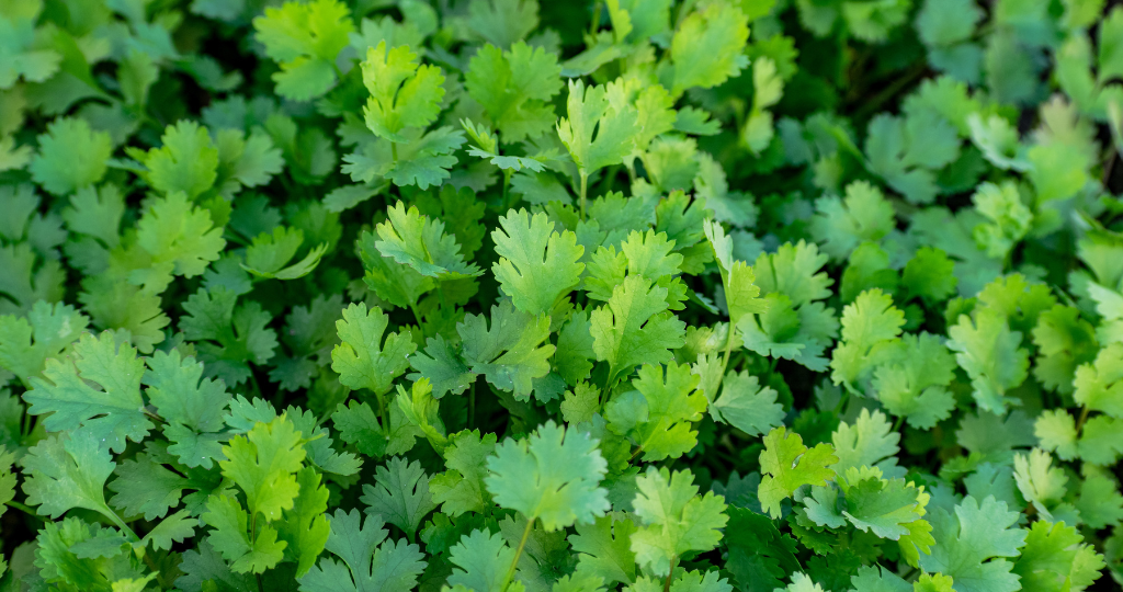 धनिया के 8 सर्वोत्तम फायदे (Dhaniya Ke Fayede in Hindi)