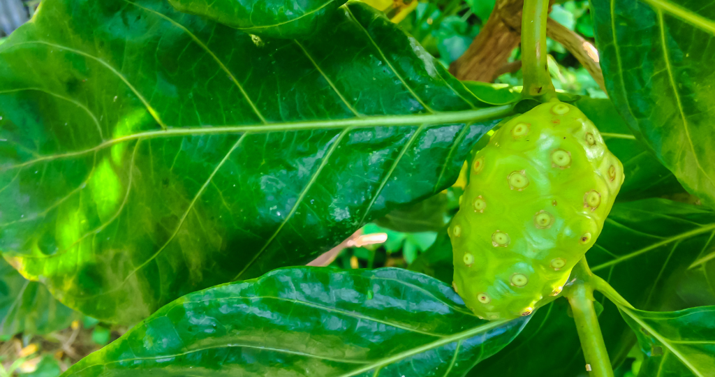 नोनी जूस पिने के 5 फायदे (Noni Juice Benefits in Hindi)