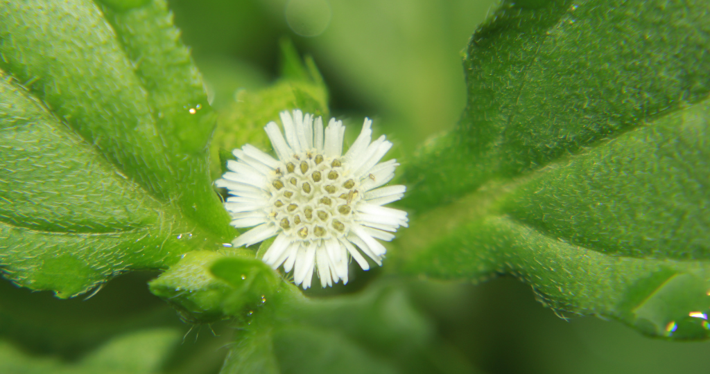 महाभृंगराज तेल लगाने के 8 फायदे (बालों, त्वचा और स्वास्थ्य)