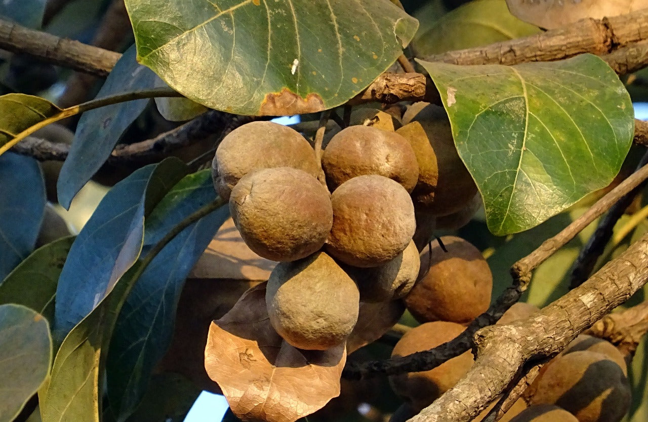 triphala fruit image via Pixabay