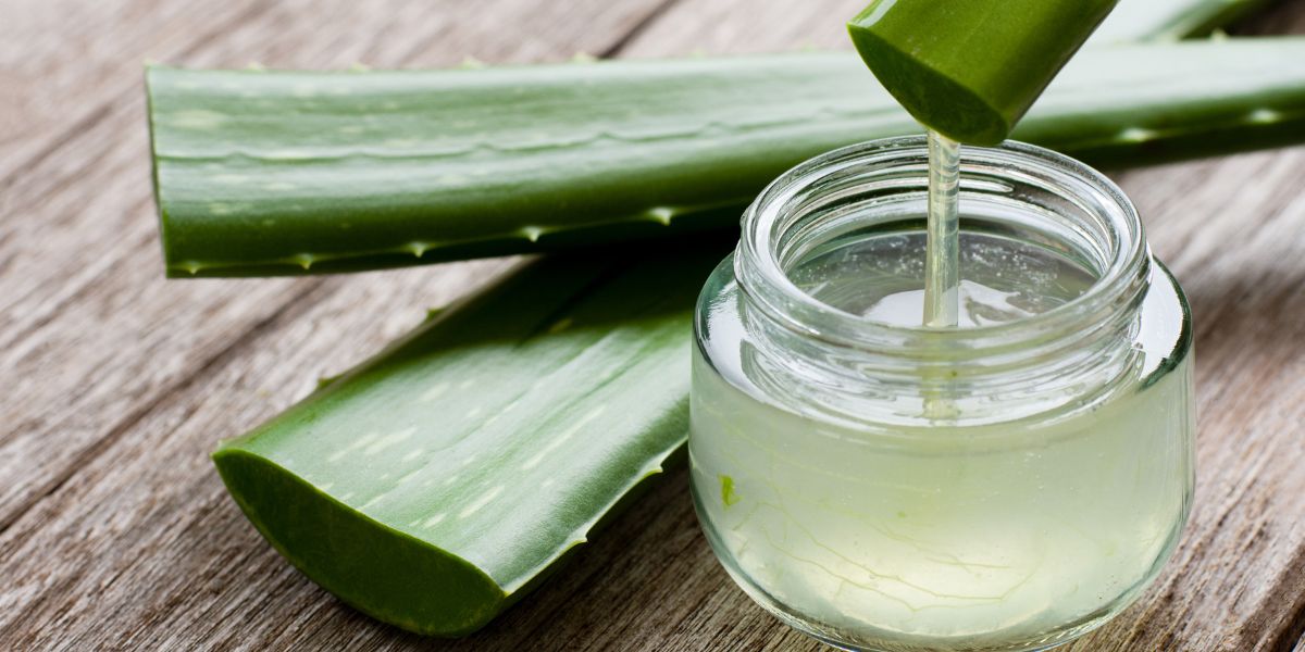Aloe vera (एलोवेरा)