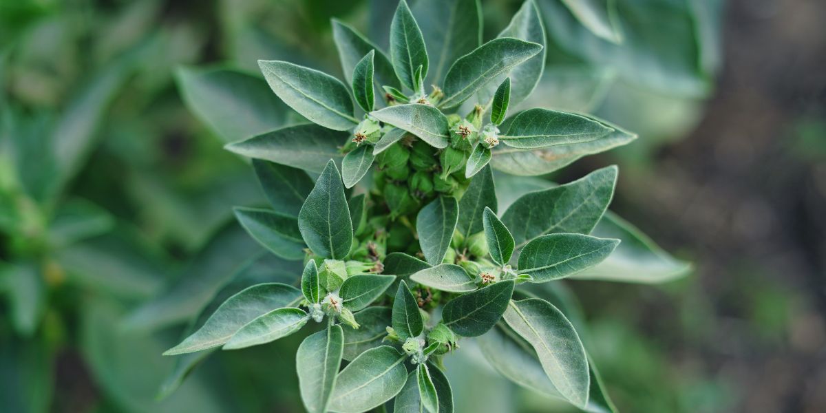Ashwagandha plant and Cortisol