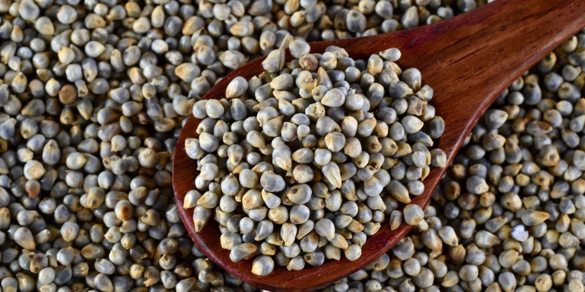 Bajra (pearl millet)