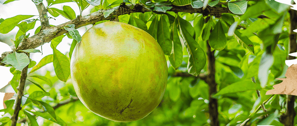 Top 5 Bael Fruit Benefits for Stomach