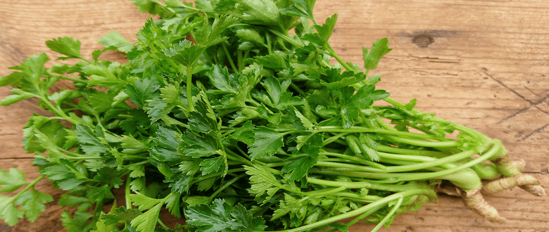 Health Benefits of Garnishing Your Food With Coriander