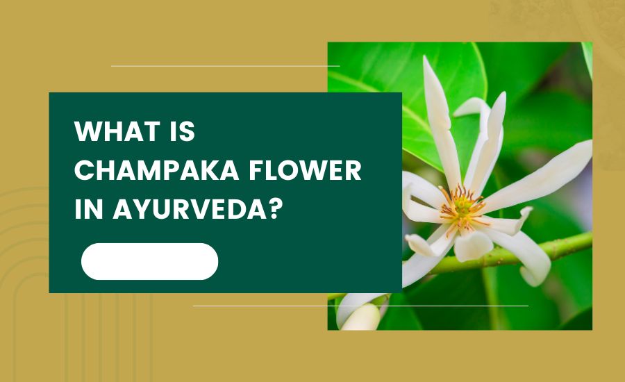 What is Champaka Flower ?