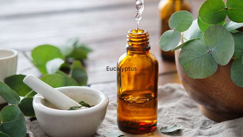 6 Best Benefits of Eucalyptus in Ayurveda with Uses