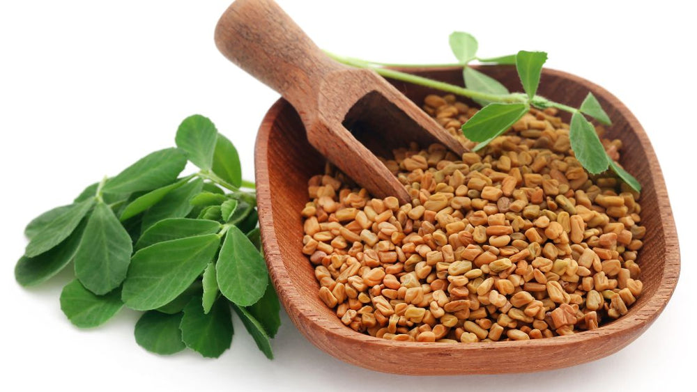 Top 11 Health Benefits of Fenugreek Herb