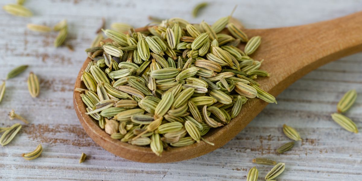 Funnel (सौंफ)