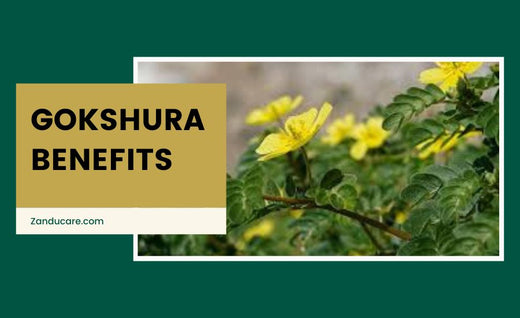 Gokshura Benefits