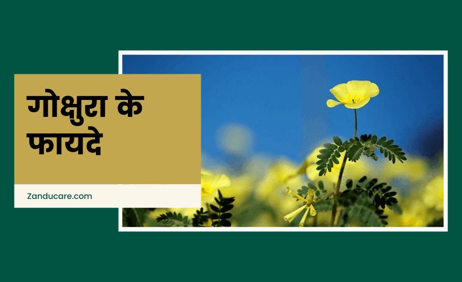 Gokshura benefits in hindi