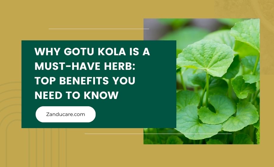  Gotu Kola