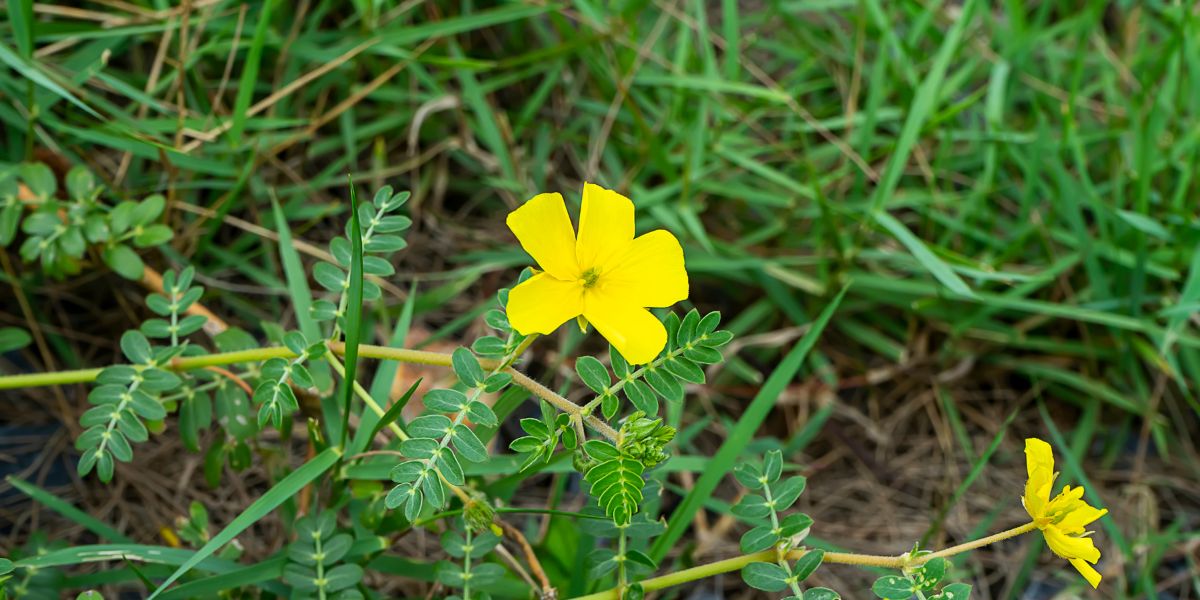 गोखरू (Tribulus terrestris)