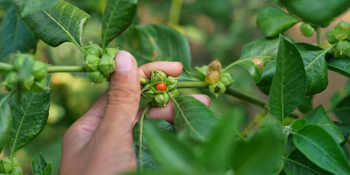 Ashwagandha for Sexual Health: Benefits, Dosage & Side Effects