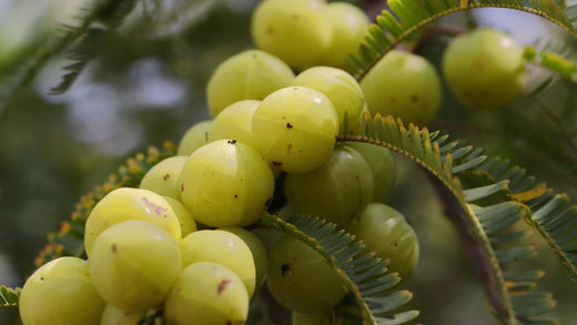 Benefits of Consuming Amla on an Empty Stomach