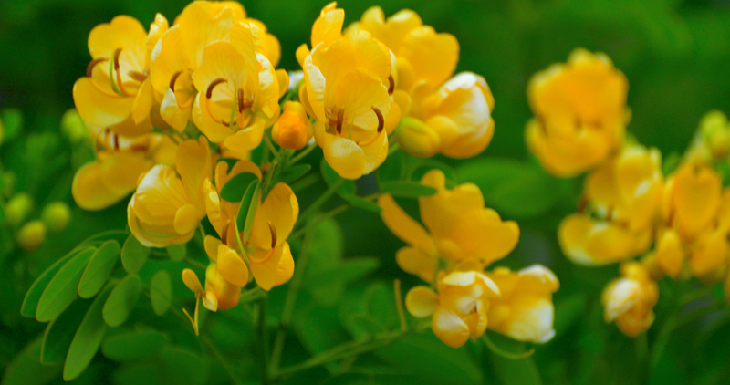 Senna: 9 Benefits & Uses for Ayurvedic Herb