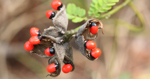 Ratti or Rosary Pea Plant