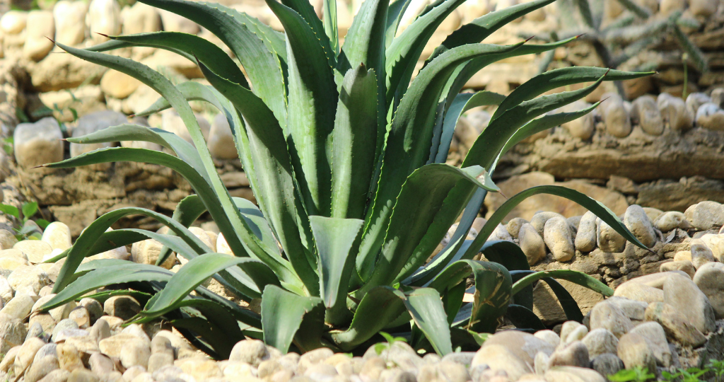 Aloe Vera Ghritkumari Plant