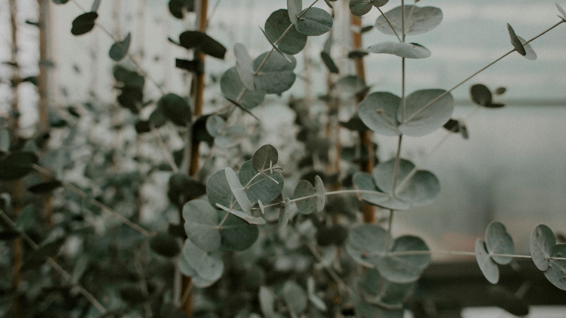 eucalyptus leaves