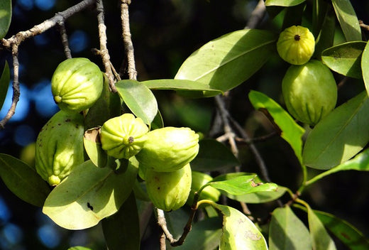 garcinia