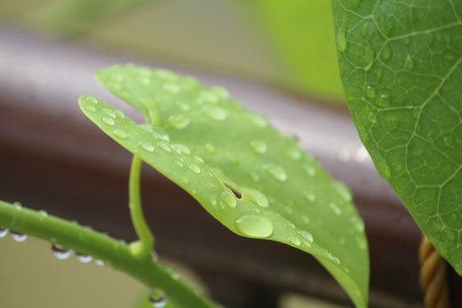 Giloy leaves with dew drops