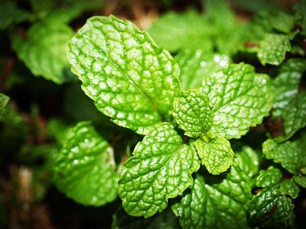 Mint Leaves For Cold And Asthma: Here Is How You Can Use It To Get Relief