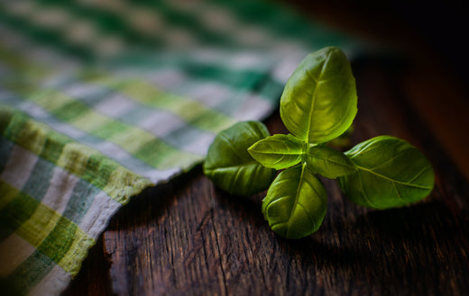 Tulsi Plant