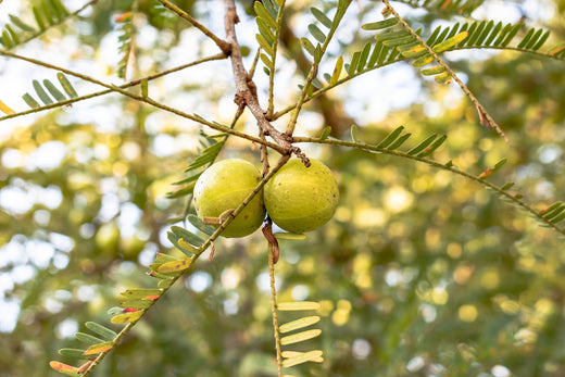 Amla Benefits, Uses, Dosage & Possible Side Effects